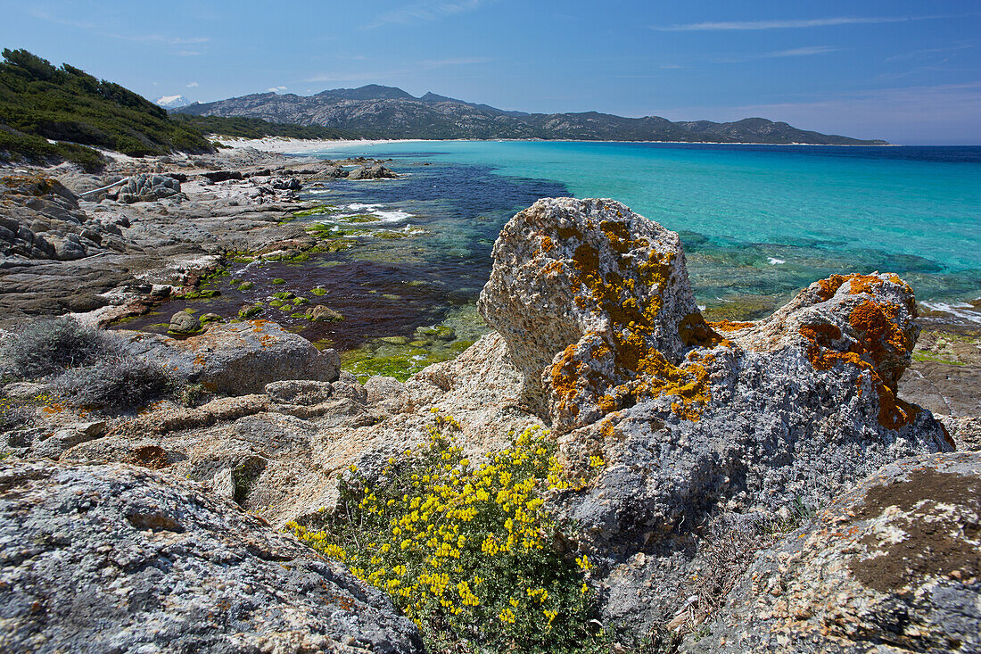 Flowers along the Mediterranean coast, Desert des Agriates, Corsica, France