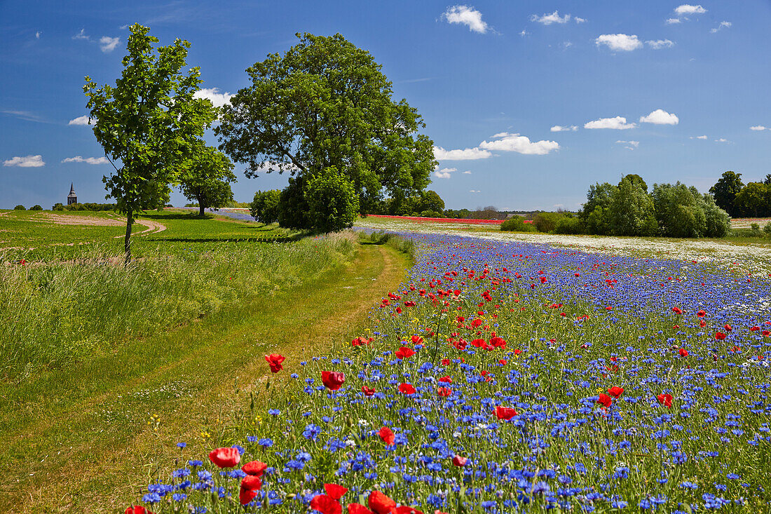 Cornflowers and poppies along a path near Lassan, Mecklenburg, Western Pommerania, Germany