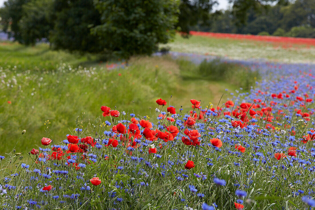 Cornflowers and poppies along a path near Lassan, Mecklenburg Western Pommerania, Germany
