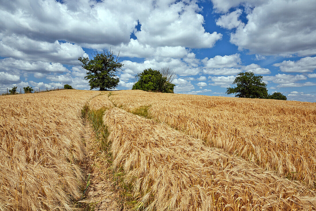 Field of barley and old oak trees near Krakow, Mecklenburg Western Pommerania, Germany