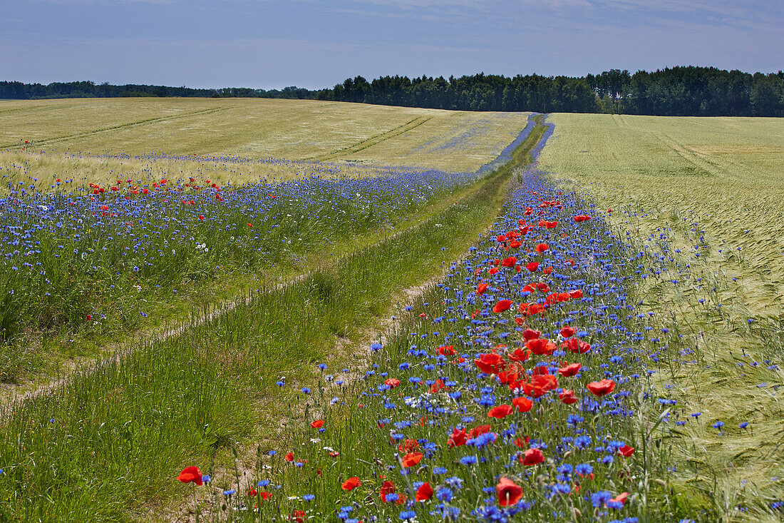 Cornflowers and poppies along a path near Lassan, Mecklenburg Western Pommerania, Germany