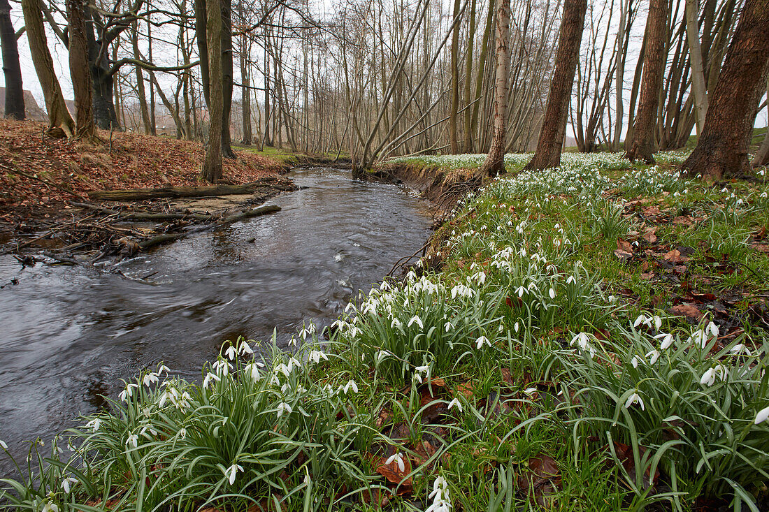 Schneeglöckchen an der Zarnow bei Reez, Mecklenburg-Vorpommern, Deutschland