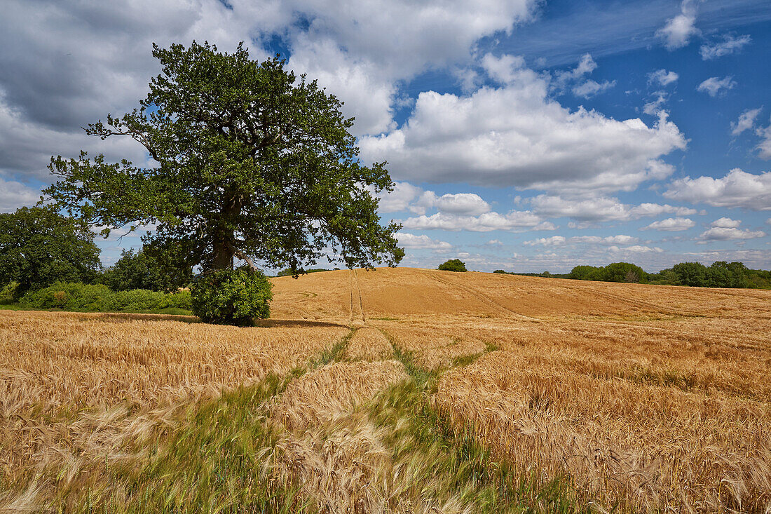 Gerstefeld und alte Eiche bei Krakow, Mecklenburg-Vorpommern, Deutschland