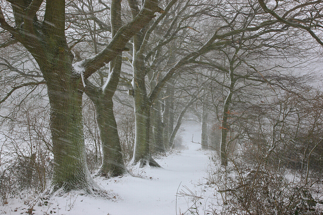 Driving snow near a path in Steffanshagen, Mecklenburg Western Pommerania, Germany