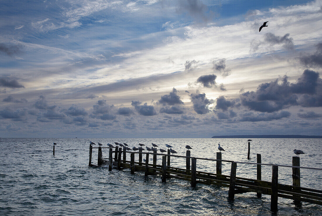 Seagulls on a jetty, Vitt near Kap Arkona, Wittow Peninsula, Island of Ruegen, Mecklenburg Western Pommerania, Germany