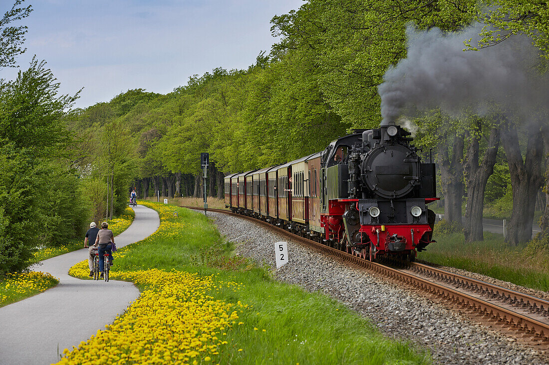 Narrow gauge railway Molli and cycle path between Heiligendamm and Bad Doberan, Mecklenburg Western Pommerania, Germany