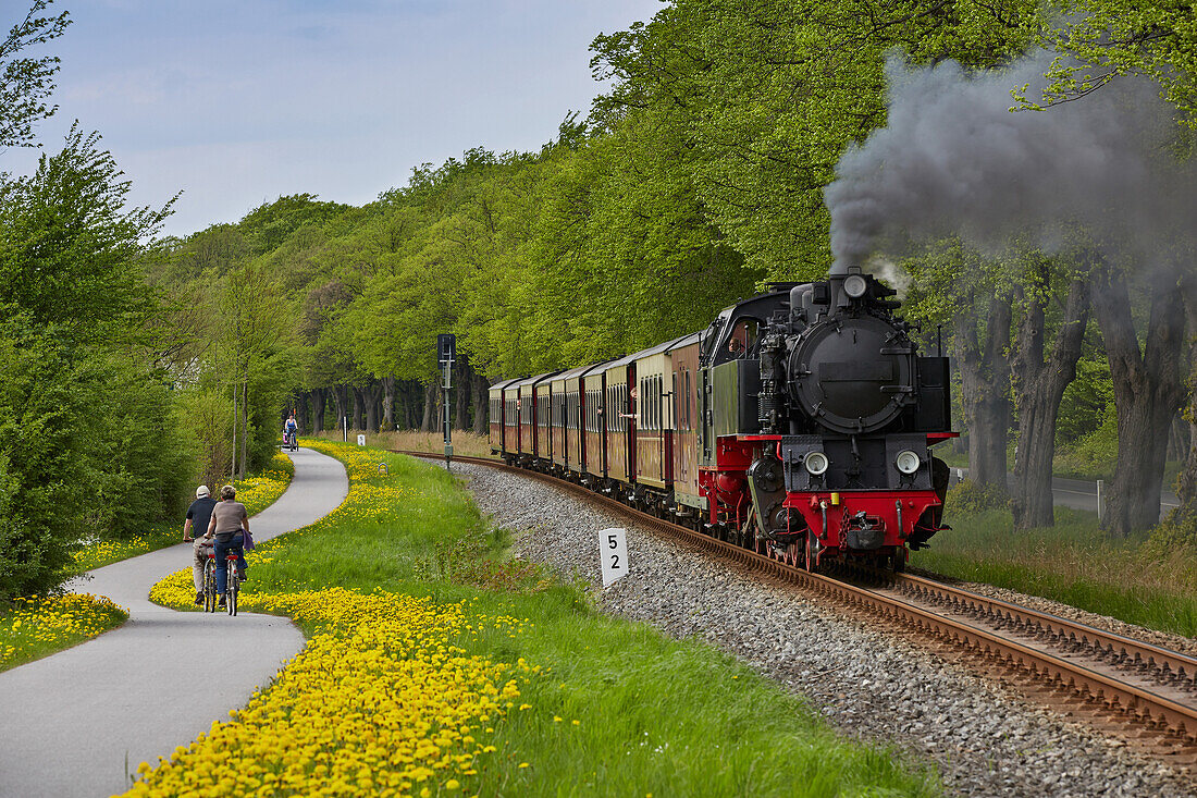 Schmalspurbahn Molli und Fahrradweg zwischen Heiligendamm und Bad Doberan, Mecklenburg-Vorpommern, Deutschland