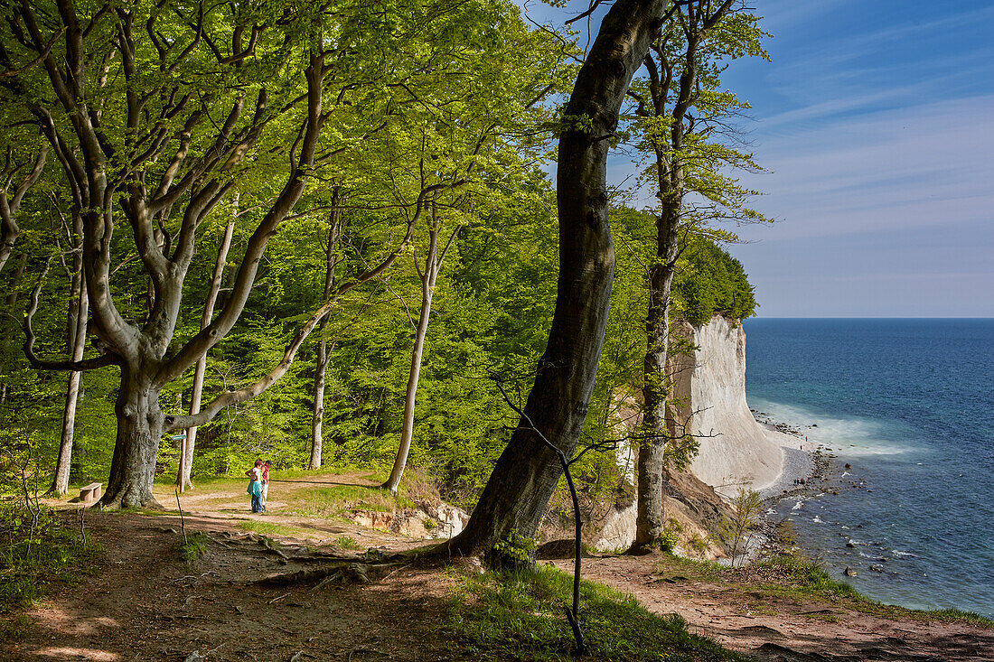 Beech wood and chalk cliffs near Sassnitz, Jasmund National Park, Island of Ruegen, Baltic Sea Coast, Mecklenburg Western Pommerania, Germany