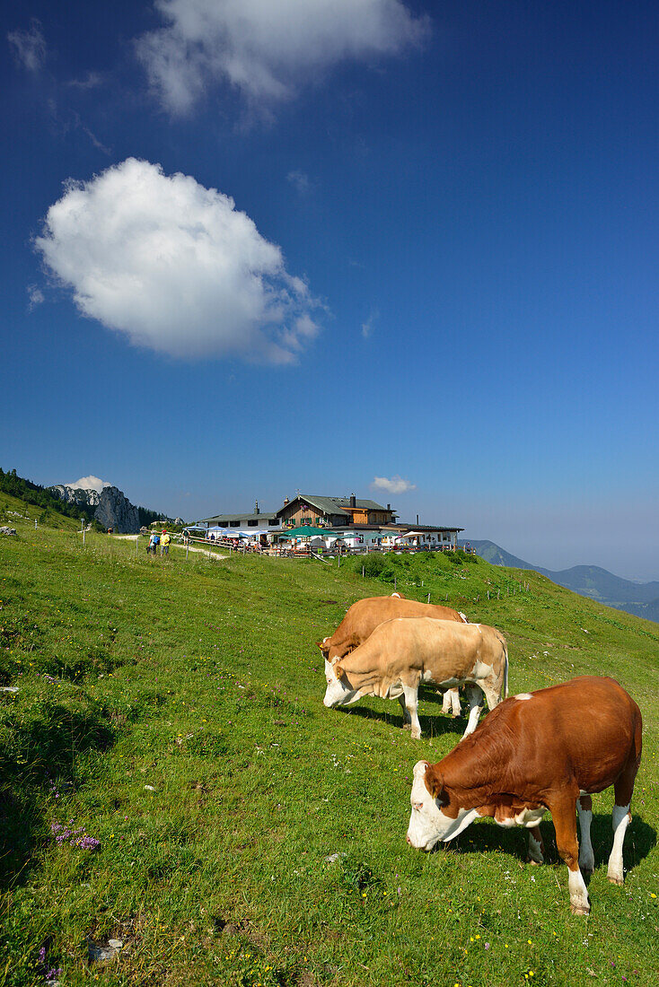 Rinder grasen auf einer Almwiese, Steinlingalm, Kampenwand, Chiemgauer Alpen, Chiemgau, Oberbayern, Bayern, Deutschland