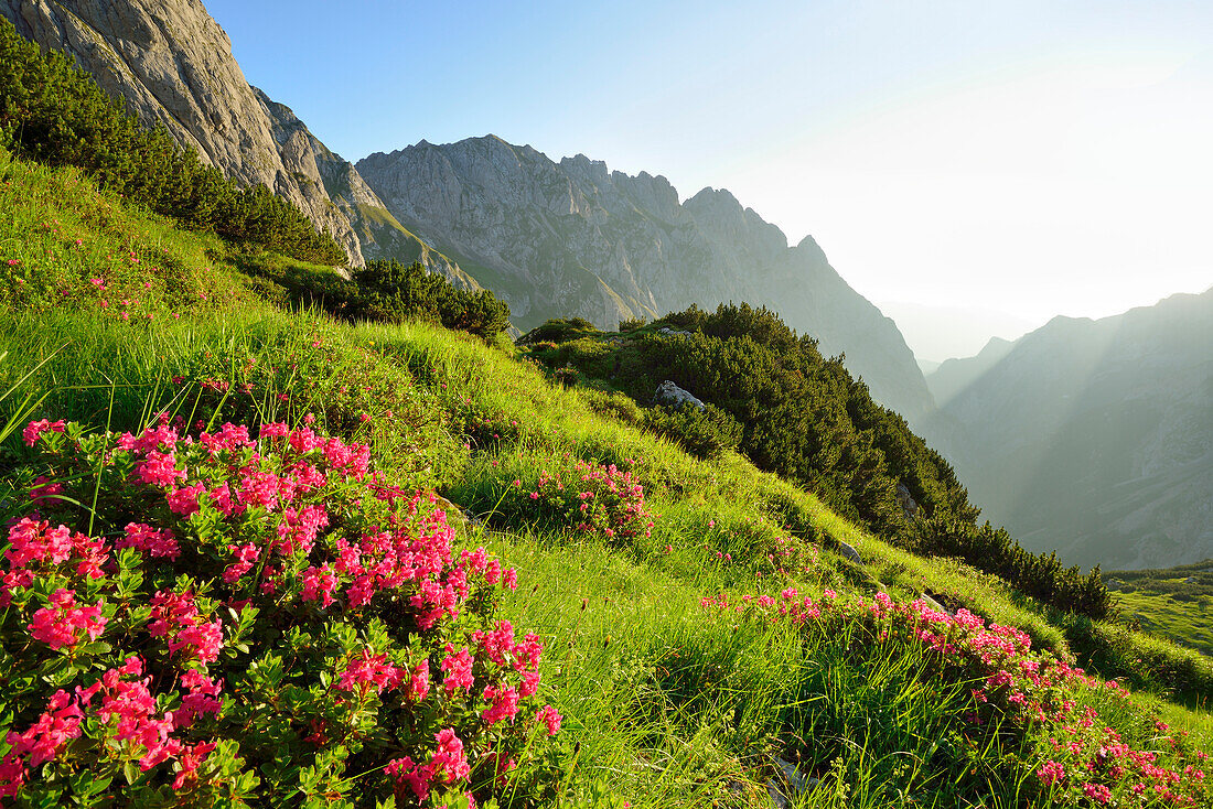 Blooming alpine roses in valley of Hoellental, Schoenangerspitze and Waxenstein in background, Wetterstein mountain range, Upper Bavaria, Bavaria, Germany