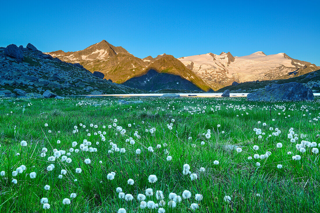 Cotton grass at lake Gruensee with Wildenkogel, Plattenkogel, Kleinvenediger and Grossvenediger in background, Hohe Tauern National Park, Tyrol, Austria