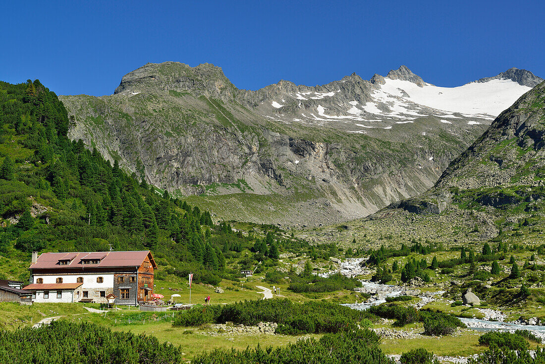 Alm Alpenrose vor Vierte Hornspitze und Dritte Hornspitze, Zillertaler Alpen, Zillertal, Tirol, Österreich