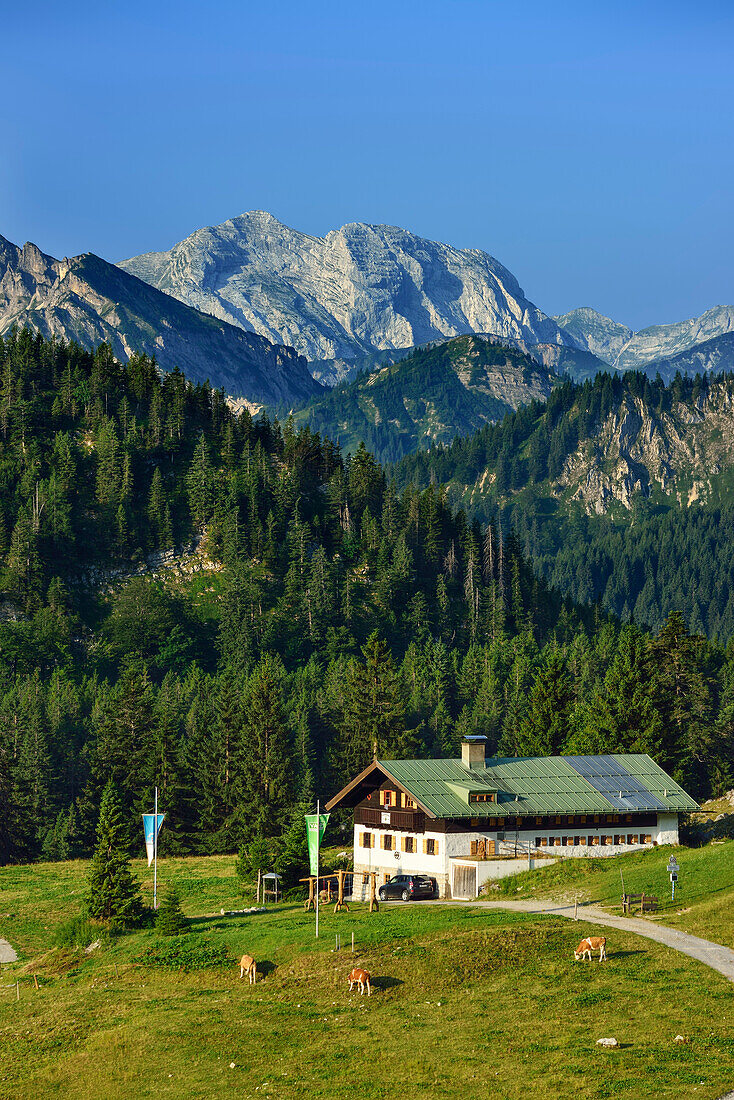 Alpine hut Schoenfeldalm in front of mount Guffert, Bavarian Alps, Upper Bavaria, Bavaria, Germany