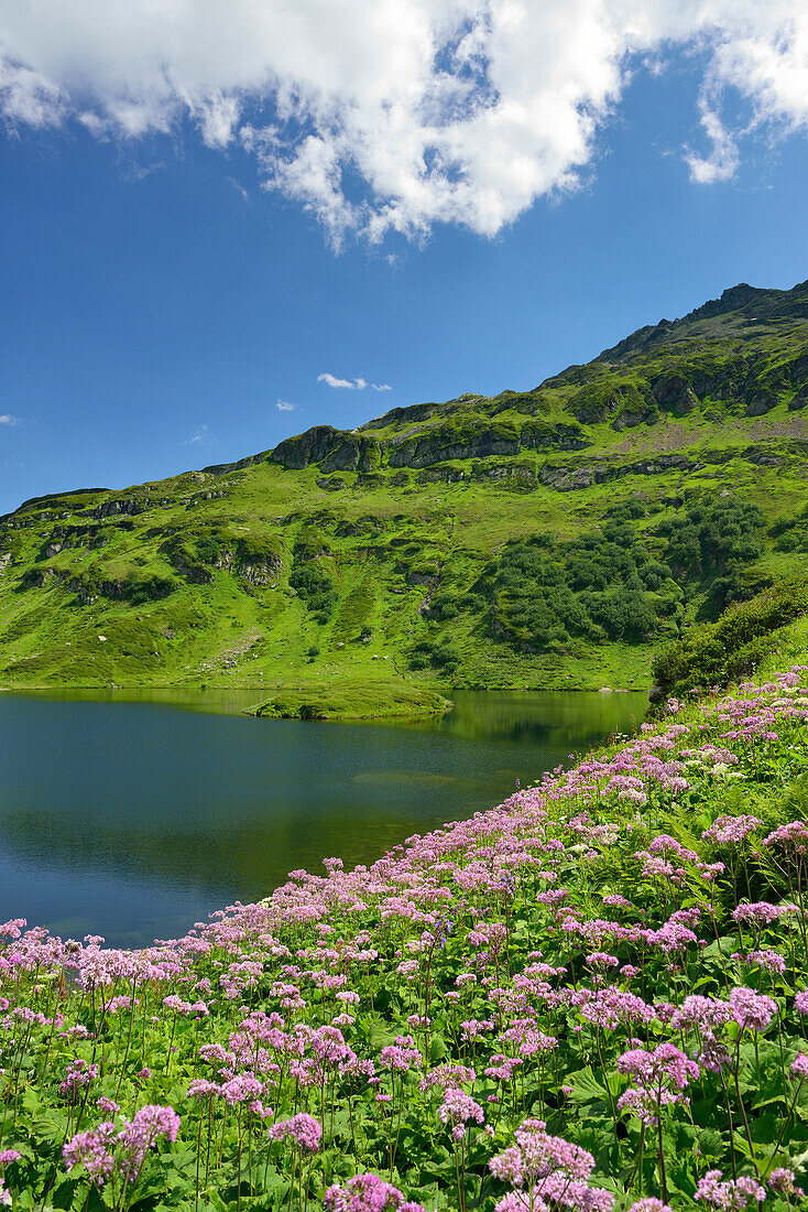 Blumenwiese am Lac de Pormenaz, Naturpark Passy, Departement Haute-Savoie, Rhone-Alpes, Frankreich