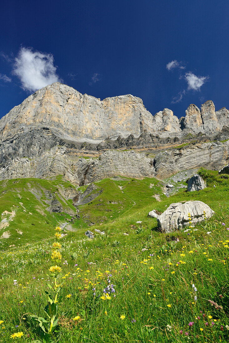 Blick über Blumenwiese auf Pointes d Ayeres Sud und Pointes d Ayeres Nord, Naturpark Passy, Departement Haute-Savoie, Rhone-Alpes, Frankreich