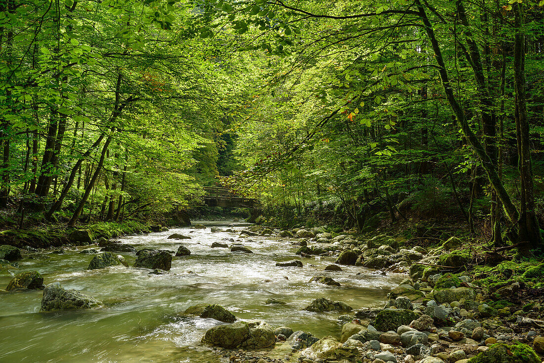 Stream passing a beech forest, Nuessdorf, Chiemgau, Upper Bavaria, Germany