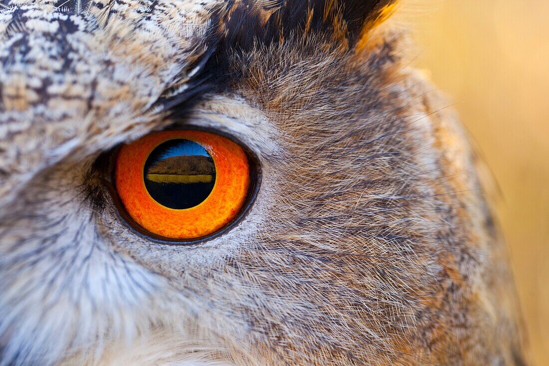 EURASIAN EAGLE OWL - BUHO REAL Bubo bubo