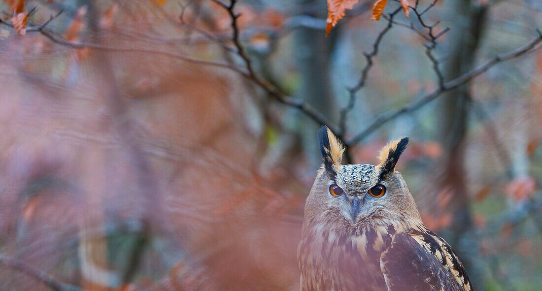 EURASIAN EAGLE OWL - BUHO REAL Bubo bubo