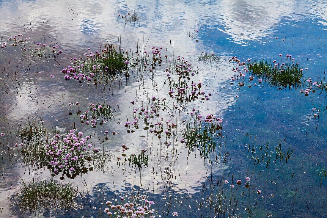 Flowers of Armeria, Iceland, Europe.