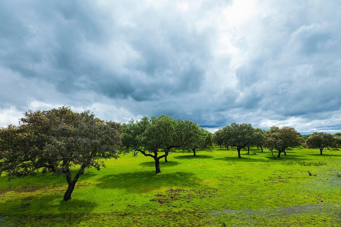 Monfrague National Park, Caceres, Extremadura, Spain, Europe.