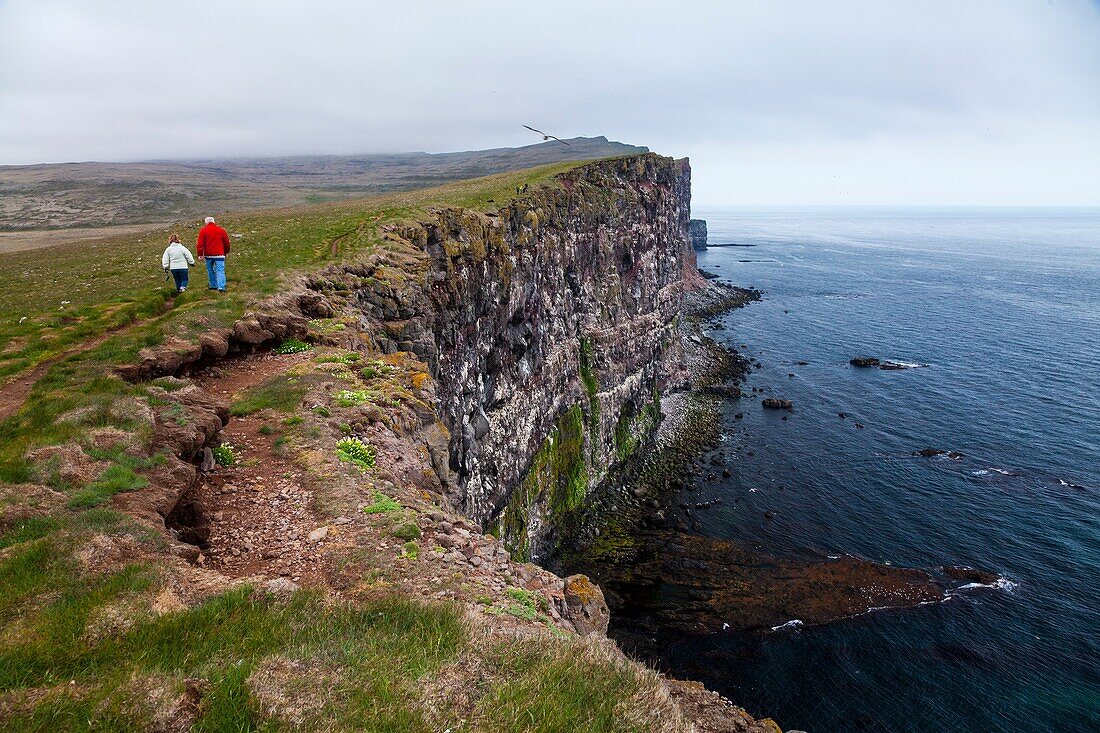 Latrabjarg bird cliffs, Westfjords, Iceland, Europe.