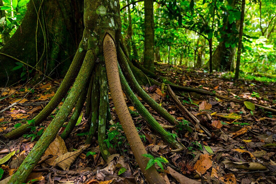 Walking Palm, Tropical forest, Dolphin Bay, Bocas del Toro Archipelago, Bocas del Toro Province, Panama, Central America, America