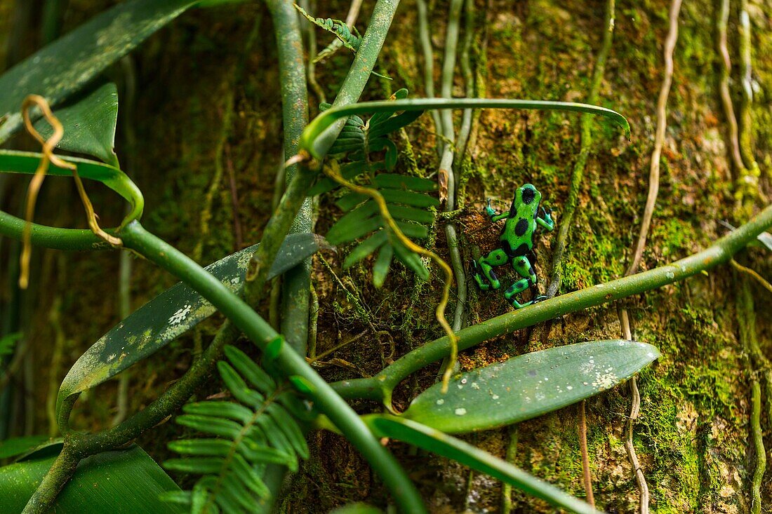 Oophaga pumilio frog, Tropical forest, Dolphin Bay, Bocas del Toro Archipelago, Bocas del Toro Province, Panama, Central America, America