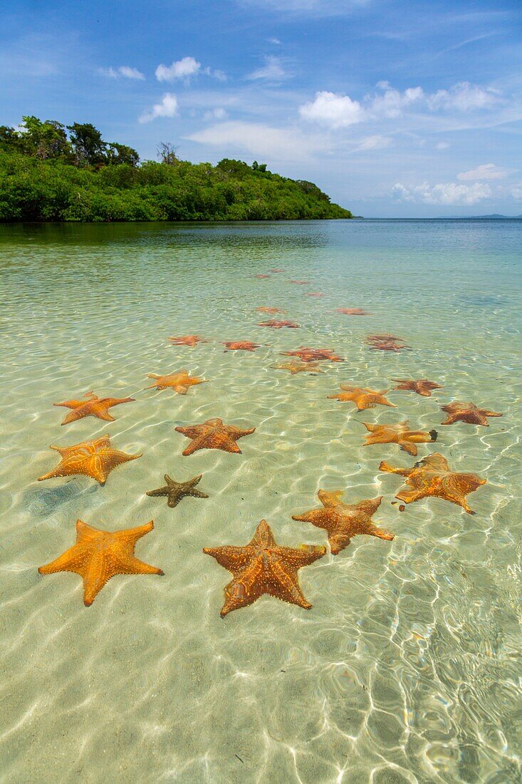 Starfish Beach, Colon Island, Bocas del Toro Archipelago, Bocas del Toro Province, Panama, Central America, America