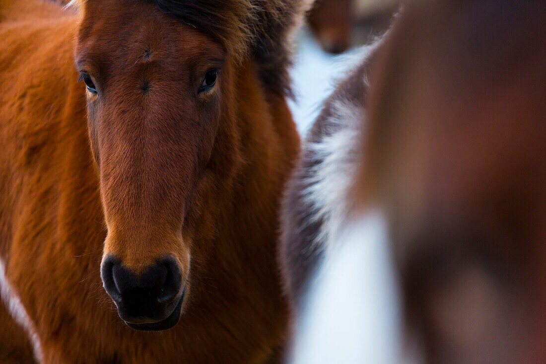 Icelandic horses, Iceland, Europe
