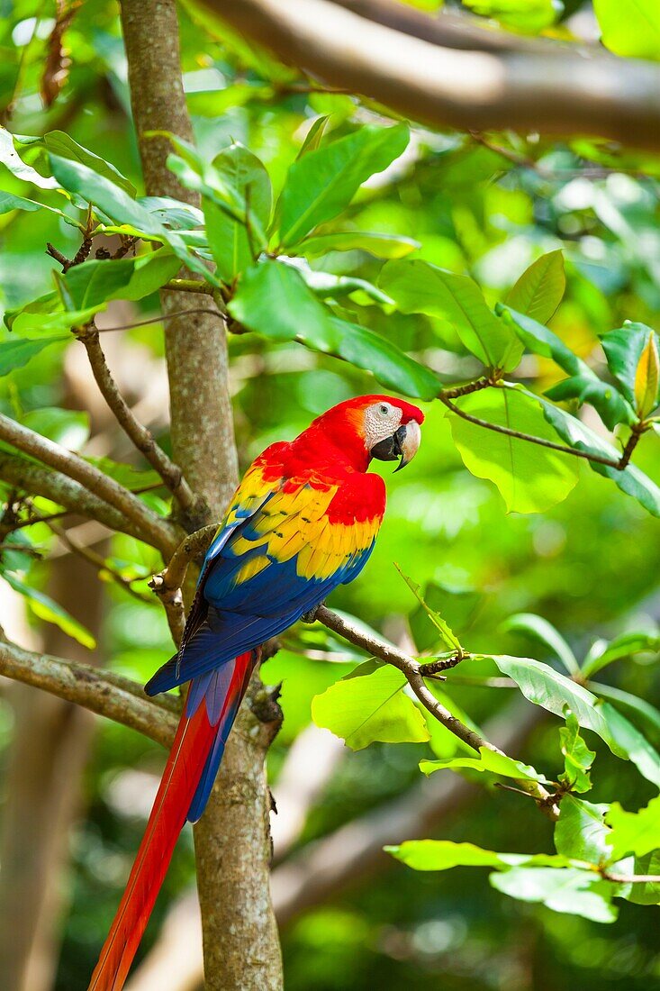 Scarlet Macaw Ara macao