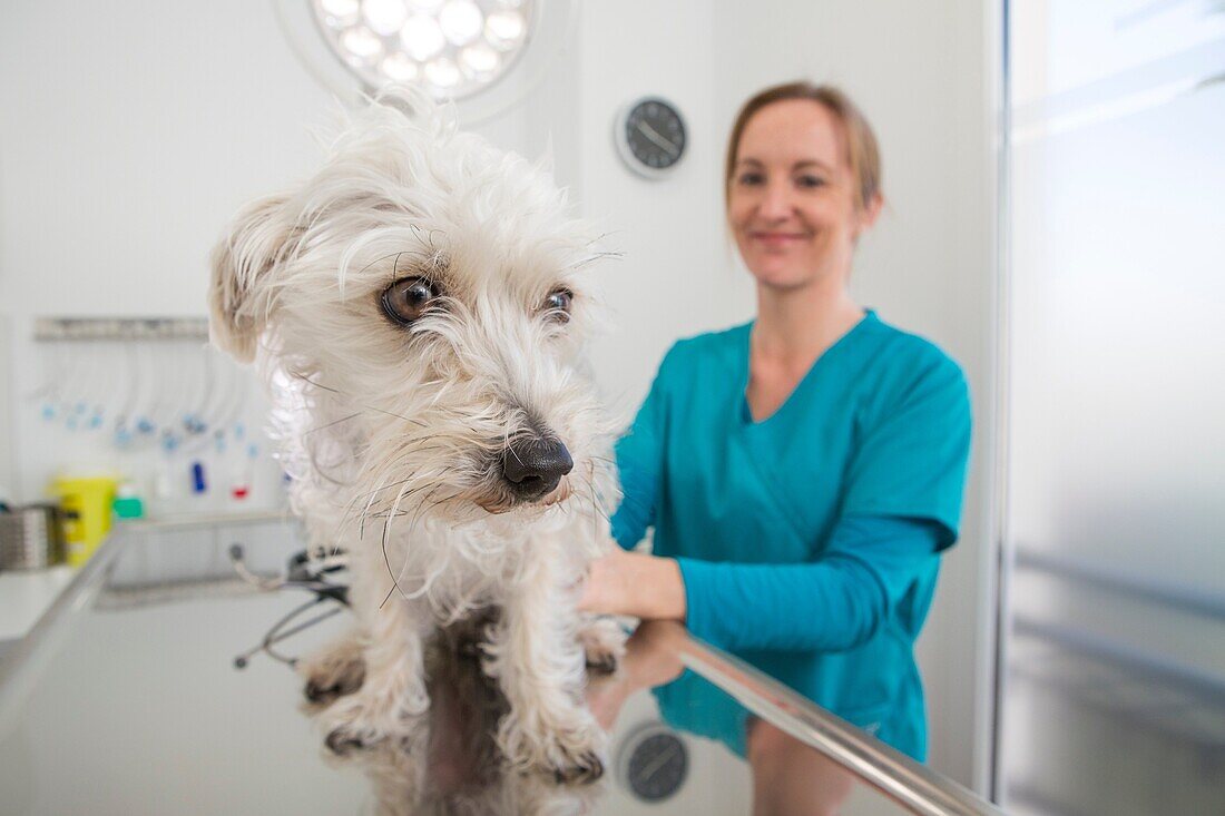 Veterinarian examines a mixed-breed Poodle/Terrier in her surgery