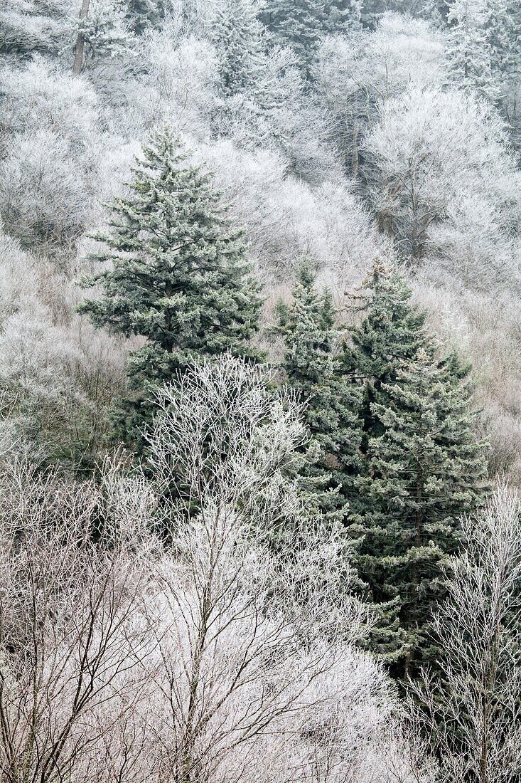Frosty Morning on Newfound Gap Road, Great Smoky Mtns National Park