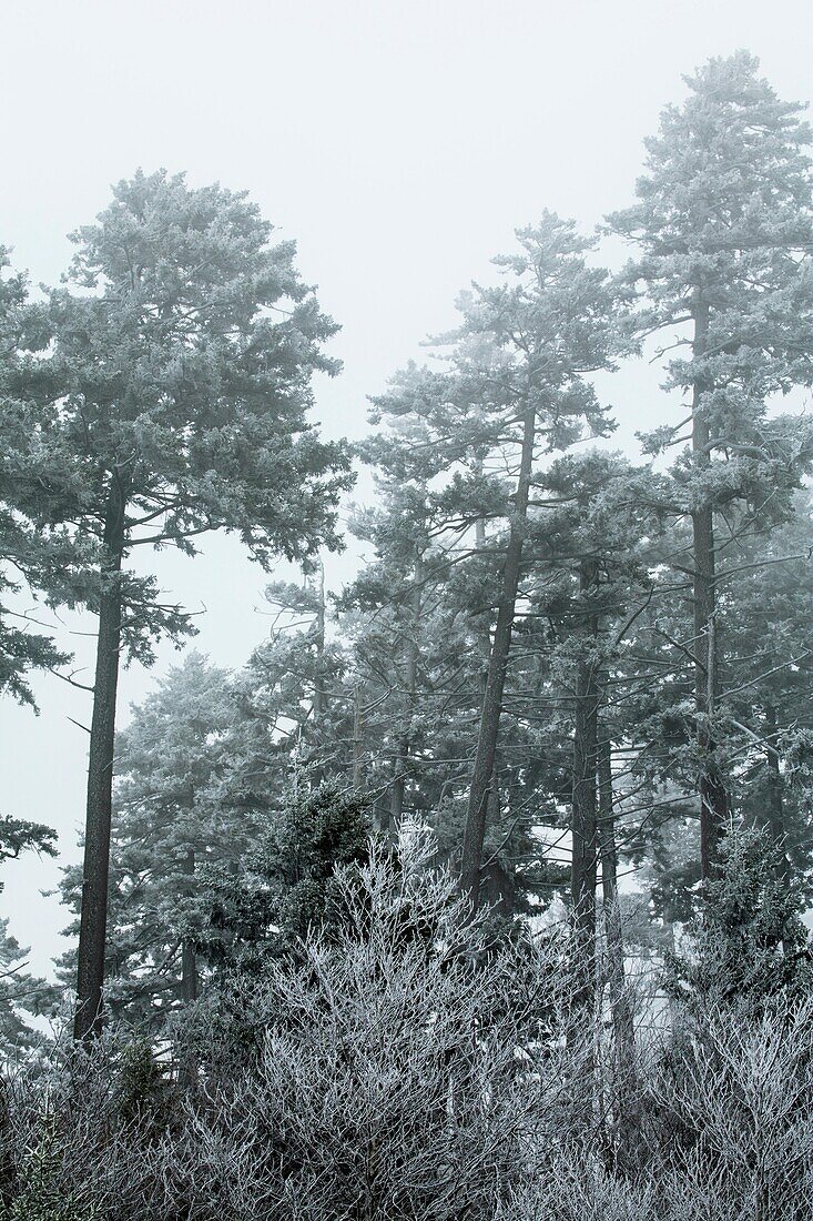 Frosty Morning on Newfound Gap Road, Great Smoky Mtns National Park