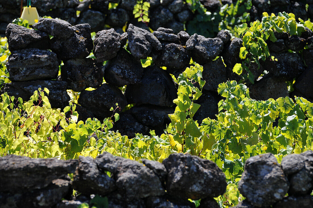 Weinfeld am Weinmuseum bei Biscoitos, Nordküste, Insel Terceira, Azoren, Portugal
