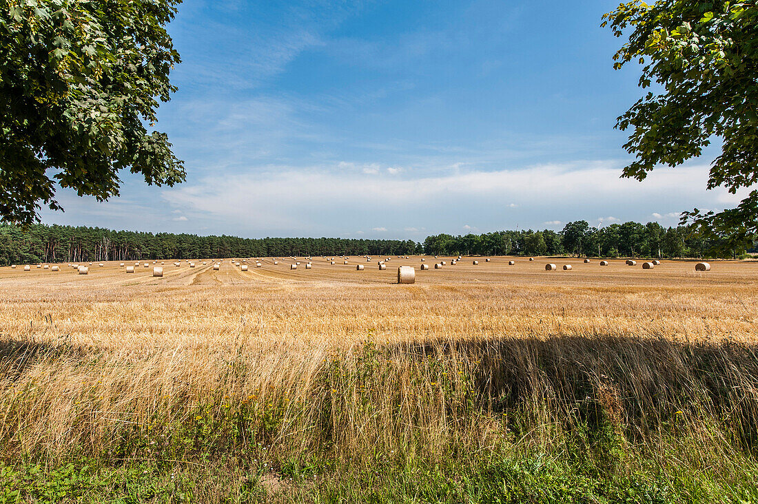 Abgeerntetes Getreidefeld auf der Insel Rügen, Mecklenburg-Vorpommern, Norddeutschland, Deutschland