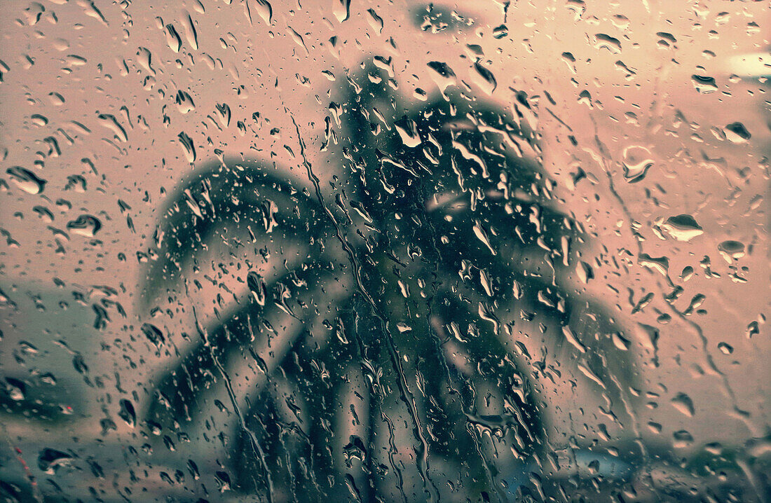 Palme durch eine Fensterscheibe mit Regentropfen, Manila, Luzon Philipinen