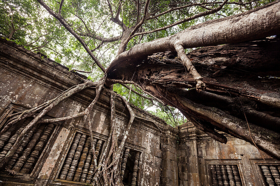 Large Banyan Tree and Beng Mealea Temple, Low Angle View, Siem Reap, Cambodia