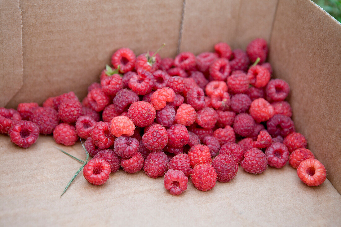 Fresh Raspberries in Cardboard Box