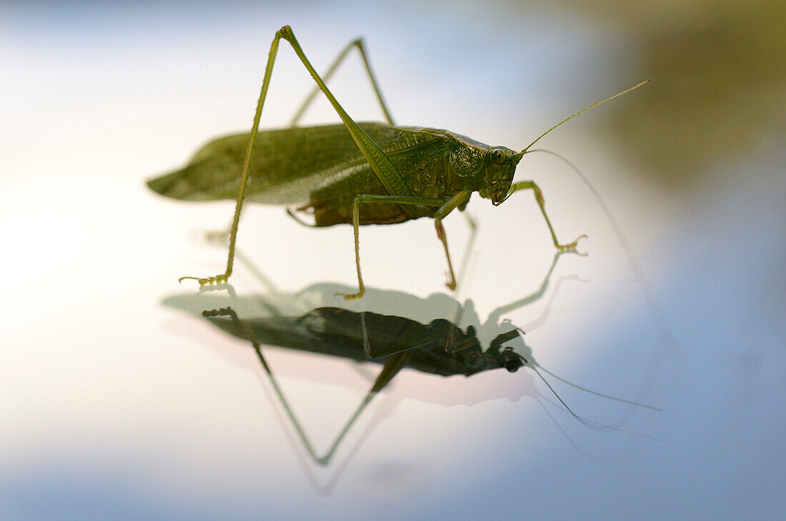 Green Grasshopper, Close-Up