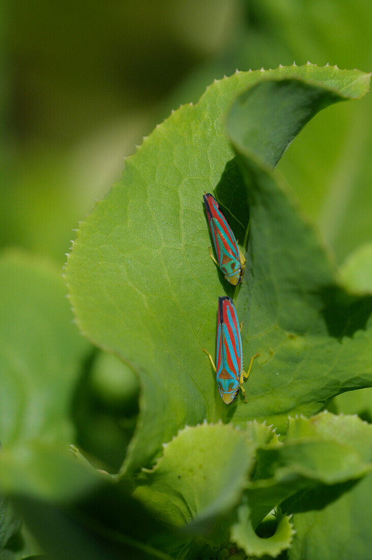 Red-Banded Leafhoppers