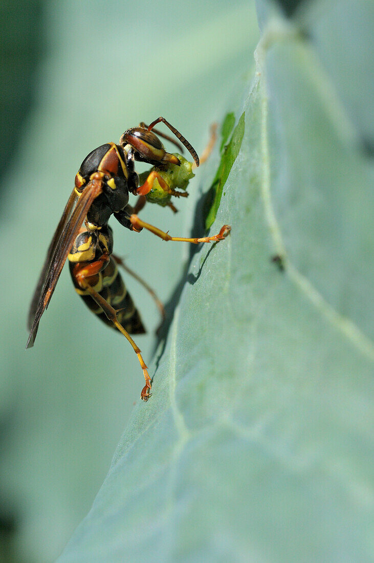 Paper Wasp Eating Cabbage Worm