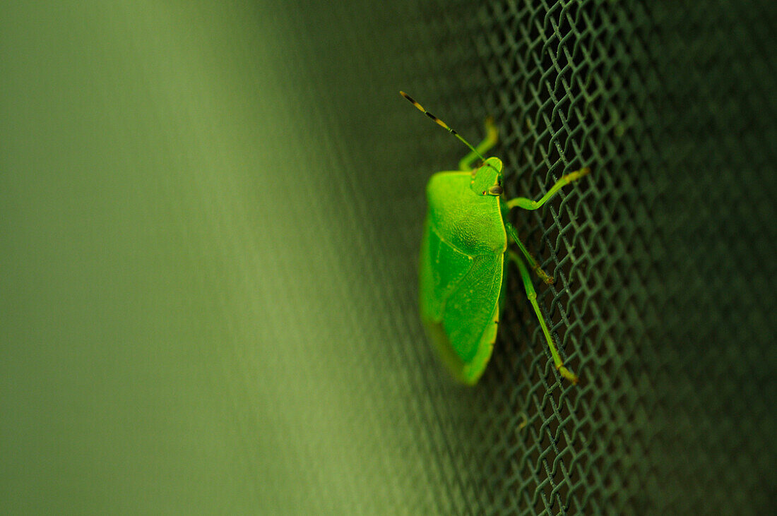 Green Stink Bug on Screen