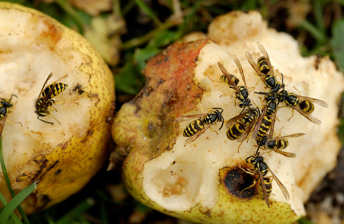 Eastern Yellow Jacket Wasps on Decaying Pears