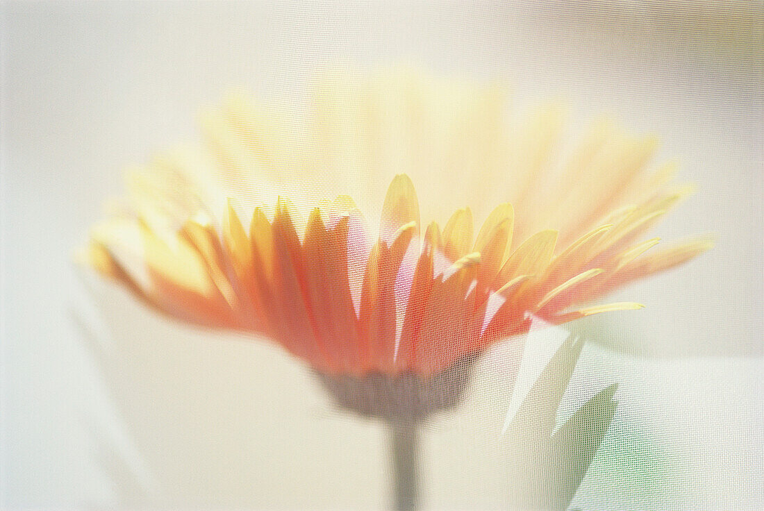 Peach Gerbera Detail