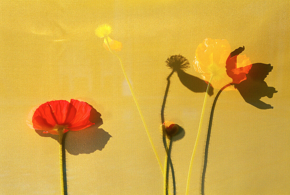 Red Poppy Flower