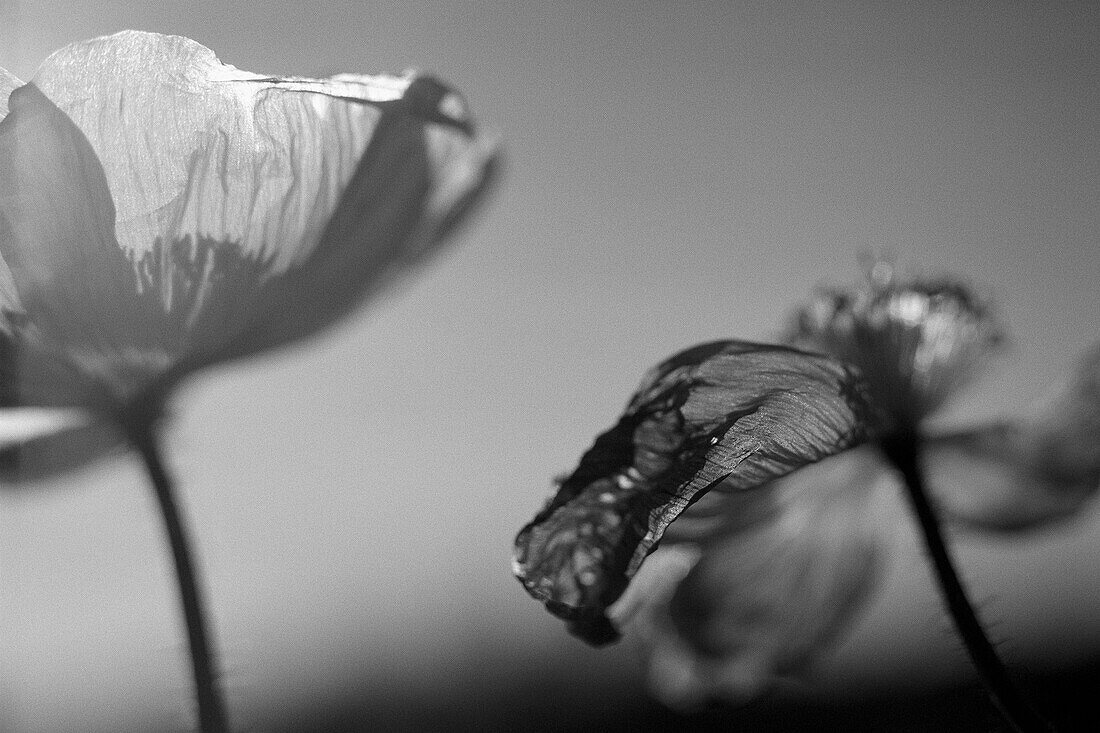 Zwei schwarz-weiße Mohnblumen