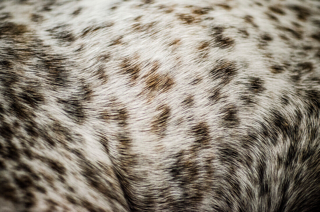 Spotted Dog Fur Close-up