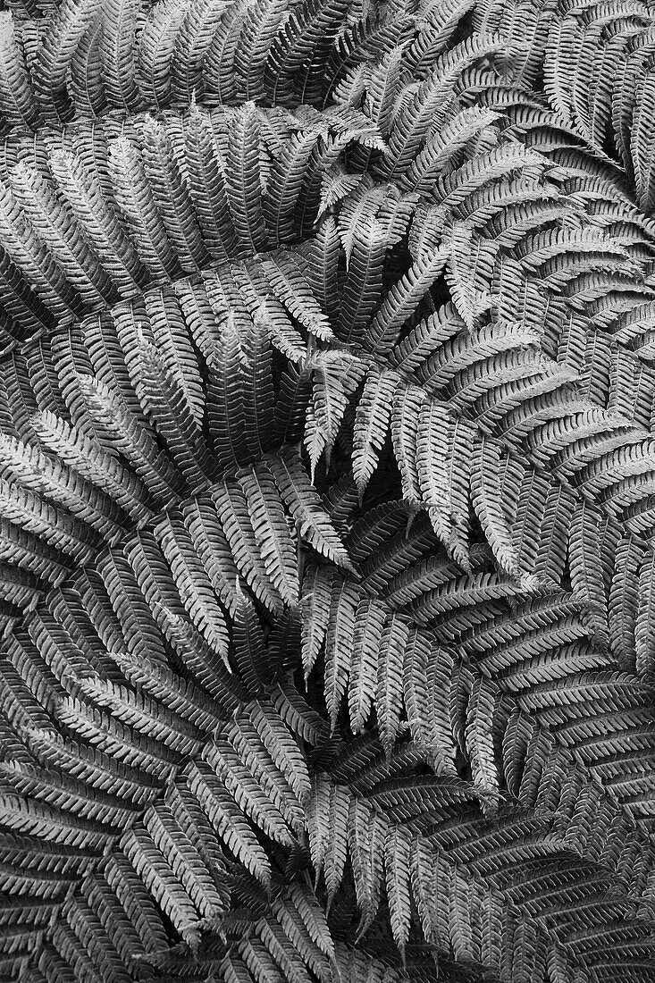 Fern Leaves Abstract