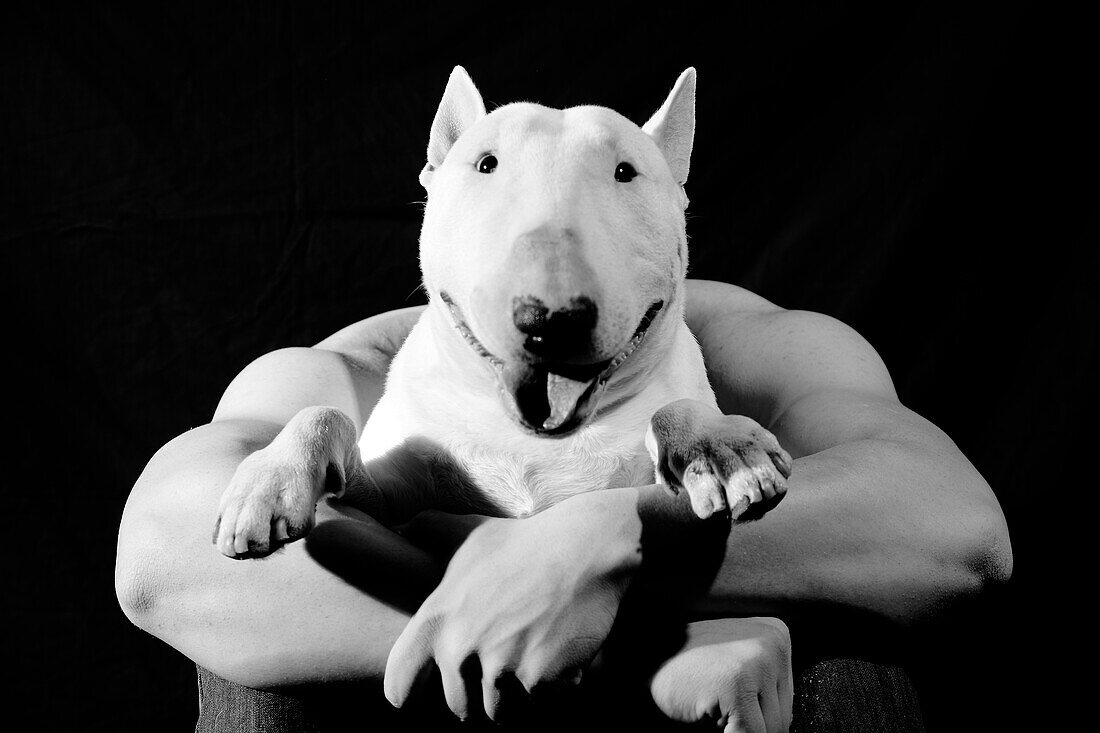 Bull Terrier and Man's Muscular Arms