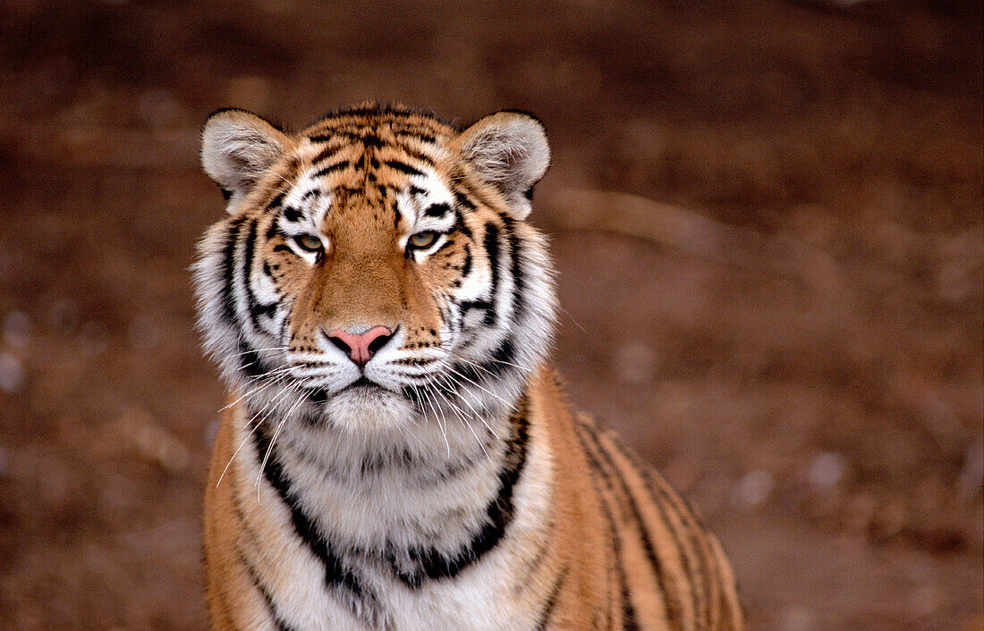 Siberian Tiger, Zoo, Denver, Colorado, USA